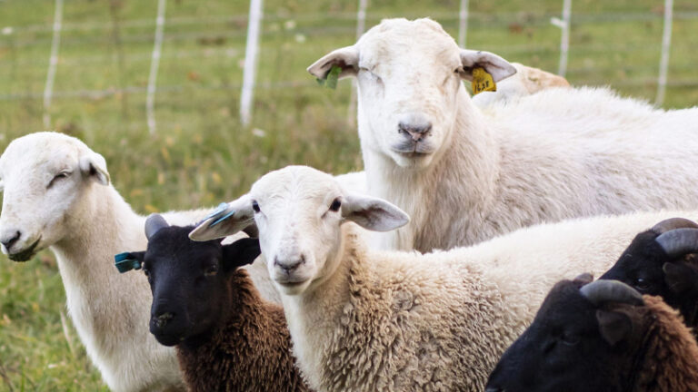 ರೈತರಿಗೆ ಕುರಿ/ಮೇಕೆ ಸಾಕಾಣಿಕೆ ತರಬೇತಿ sheep farming