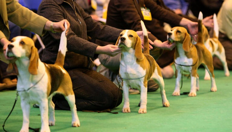 ಜ.20ರಂದು ಶ್ವಾನ ಪ್ರದರ್ಶನ: ನೋಂದಣಿ ಮಾಡಿಸಿಕೊಳ್ಳುವುದು ಹೇಗೆ? dog show