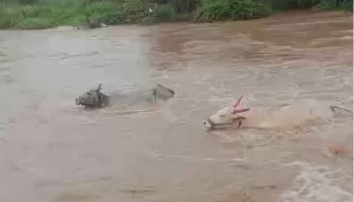 ಕಲಬುರಗಿ: ಧಾರಾಕಾರ ಮಳೆಗೆ ಕುಸಿದ ಮನೆಗಳು, ಜಾನುವಾರುಗಳು ನೀರುಪಾಲು kalaburgi