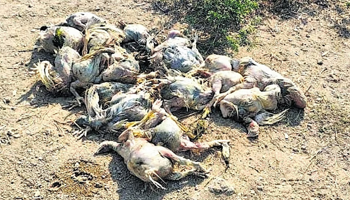 ಕೊಪ್ಪಳ: ನಿಗೂಢ ರೋಗದಿಂದ ಸಾವನ್ನಪ್ಪುತ್ತಿರುವ ಕೋಳಿಗಳು: ಸಾರ್ವಜನಿಕರಿಗೆ ಆತಂಕ