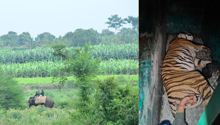ಹುಲಿ ಕಾರ್ಯಾಚರಣೆ: ಮುಳ್ಳೂರು ಸಮೀಪದ ಹೀರೇಗೌಡನಹುಂಡಿಯಲ್ಲಿ ಹುಲಿ ಸೆರೆ tiger