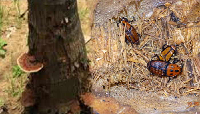 ತೆಂಗು ಬೆಳೆ: ಕೆಂಪು ಮೂತಿ ಹುಳು, ಅಣಬೆ ರೋಗ ಹತೋಟಿ ಮಾಡುವುದು ಹೇಗೆ?: ರೈತರಿಗೆ ಮಾಹಿತಿ red snout beetle fungus disease