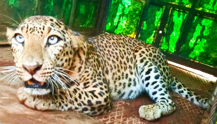 ಮಧುಗಿರಿ: ಎರಡು ವರ್ಷದ ಚಿರತೆ ಸೆರೆ leopard