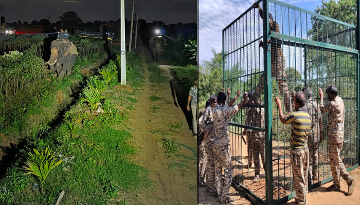 ನರಹಂತಕ ಹುಲಿಯ ಸೆರೆಗಾಗಿ ಮುಂದುವರಿದ ಕಾರ್ಯಾಚರಣೆ: ಡ್ರೋನ್ ಕ್ಯಾಮೆರಾದಲ್ಲಿ ಹುಲಿ ಪತ್ತೆ! sargur