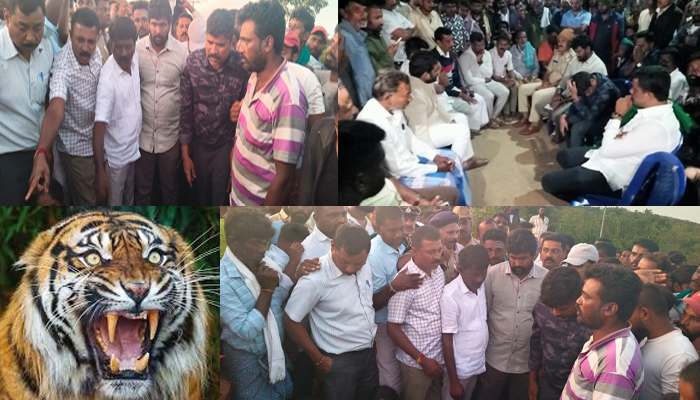 ಮತ್ತೊಂದು ಹುಲಿ ದಾಳಿ: ದನ ಮೇಯಿಸಲು ಹೋಗಿದ್ದ ರೈತ ಬಲಿ tiger attack
