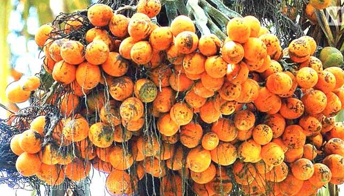 ಗುಬ್ಬಿ | ಡಿ.12ರಂದು ಅಡಿಕೆ ಬೆಳೆ: ರೈತರಿಗೆ ತರಬೇತಿ adike