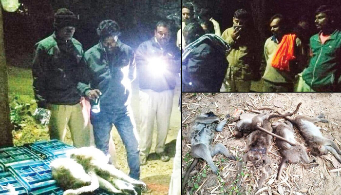 ದೇವರಾಯನ ದುರ್ಗದ ಬಳಿ ಕೋತಿಗಳ ಮಾರಣಹೋಮ monkey