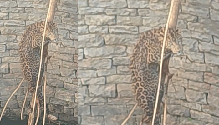 ತಿಪಟೂರು: ತೋಟದ ಬಾವಿಗೆ ಬಿದ್ದಿದ್ದ ಚಿರತೆ ರಕ್ಷಣೆ leopard