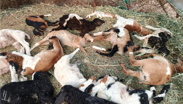 ಪಾವಗಡ: ಬೀದಿ ನಾಯಿಗಳ ದಾಳಿಗೆ 20 ಕುರಿಗಳು ಬಲಿ — ಸಂಕಷ್ಟದಲ್ಲಿ ಕುರಿಗಾಹಿ ಕುಟುಂಬ pavagada