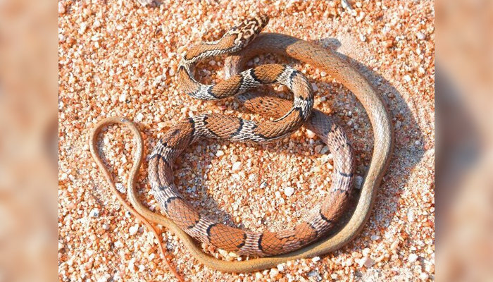 ಮಧುಗಿರಿಯಲ್ಲಿ ನಾಗಾರ್ಜುನ ಸಾಗರ್ ರೇಸರ್ ಹಾವು ಪತ್ತೆ nagarjuna sagar racer snake