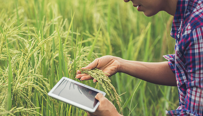 ಬೆಳೆ ವಿಮೆ ನೋಂದಣಿ: ರೈತರಿಗೆ ಸಲಹೆ Crop insurance.jpg