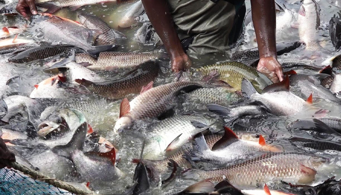 ತಿಪಟೂರು: ಜು.10ರಂದು ಮೀನು ಕೃಷಿಕರ ದಿನಾಚರಣೆ fish farming.jpg