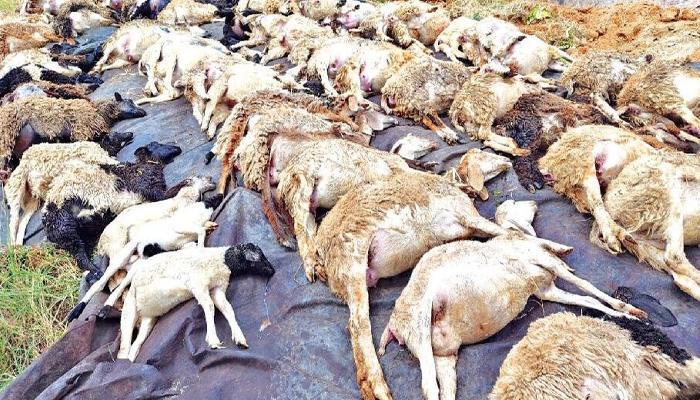 ಕೊರಟಗೆರೆ: ವಿಷಪೂರಿತ ಆಹಾರ ಸೇವನೆ: 59 ಕುರಿಗಳ ಸಾವು kuri