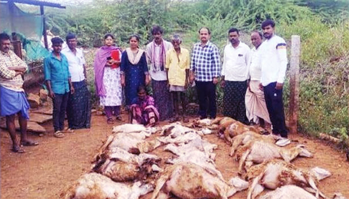 ಮಧುಗಿರಿ: ಬೀದಿ ನಾಯಿಗಳ ದಾಳಿಗೆ 24 ಕುರಿ ಸಾವು madhugiri.jpg