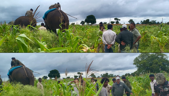 ಸರಗೂರು: ಜಮೀನಿಗೆ ನುಗ್ಗಿದ್ದ ಕಾಡಾನೆ ಮರಿ ಯಶಸ್ವಿ ಸೆರೆ: ರಾಂಪುರ ಆನೆ ಶಿಬಿರಕ್ಕೆ ಸ್ಥಳಾಂತರ sargur.jpg