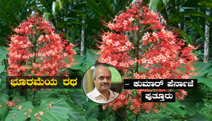 ಹೂ ಲೋಕ, ಭೂರಮೆಯ ರಥ : ಪ್ರಕೃತಿ ಮಡಿಲಲ್ಲಿ ಚೆಲುವಿನ ರಥಯಾತ್ರೆ ವಾಹ್..! bhurame ratha