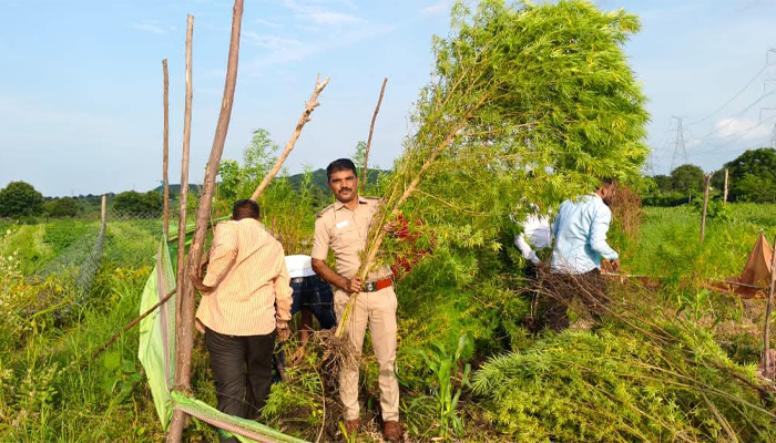 ಔರಾದ್: ₹30.21 ಲಕ್ಷ ಮೌಲ್ಯದ ಗಾಂಜಾ ಗಿಡಗಳ ಜಪ್ತಿ, ಆರೋಪಿ ಬಂಧಿಸಿದ ಔರಾದ್-ಬಿ ಪೊಲೀಸರು ganja
