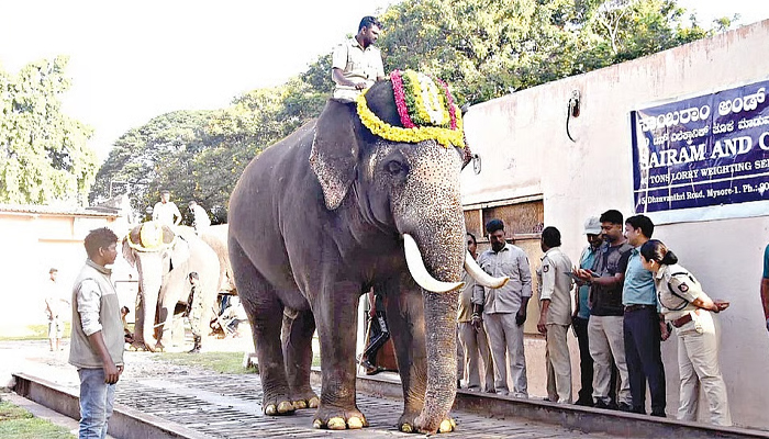 ಮೈಸೂರು ದಸರಾ 2026: ಪ್ರಥಮ ಹಂತದ ಗಜಪಡೆಯ ತೂಕ ಪರೀಕ್ಷೆ; 5,770 ಕೆಜಿ ತೂಕದೊಂದಿಗೆ ‘ಶ್ರೀಕಂಠ’ ಅತ್ಯಂತ ಭಾರವಾದ ಆನೆ! mysore dasara.jpg