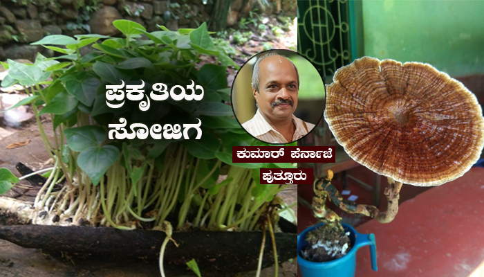 ಹೀಗೂ ಉಂಟೆ | ಹತ್ತಿಯಲ್ಲೇ ಮೊಳಕೆ ಬಂದ ಮರಿಗಿಡಗಳು, ಮರ ಅಣಬೆ sojiga
