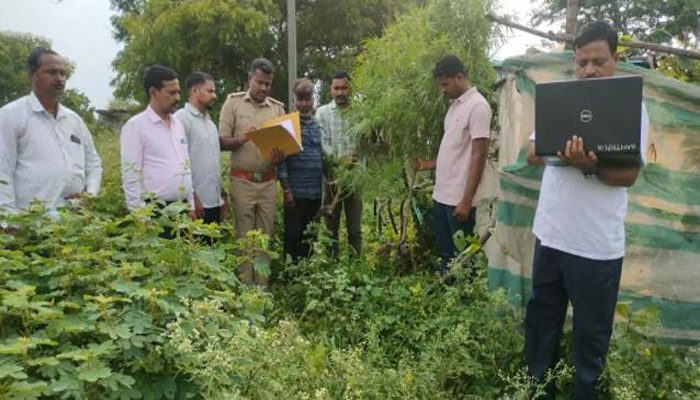 ಬೀದರ್: ಹೊಲದಲ್ಲಿ 1.5 ಲಕ್ಷ ರೂ. ಮೌಲ್ಯದ ಗಾಂಜಾ ಬೆಳೆದಿದ್ದ ಆರೋಪಿಯ ಬಂಧನ ganja