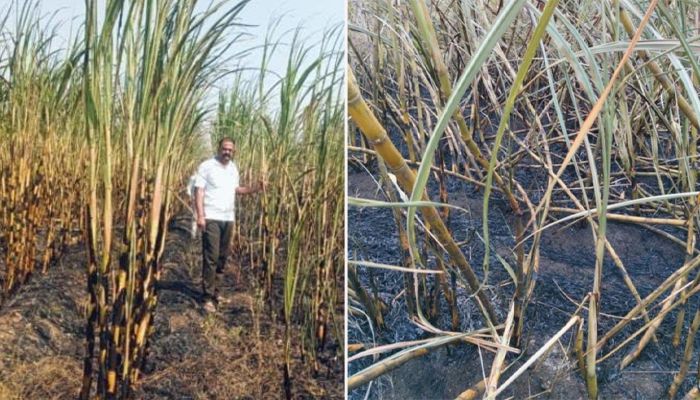 ಬೀದರ್: ಕಟಾವಿಗೆ ಬಂದಿದ್ದ ಕಬ್ಬು ಬೆಂಕಿಗಾಹುತಿ: ಲಕ್ಷಾಂತರ ರೂಪಾಯಿ ನಷ್ಟದಿಂದ ಆರ್ಥಿಕ ಸಂಕಷ್ಟದಲ್ಲಿ ರೈತರು bidar